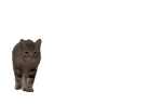 Chegando emote