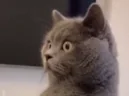 monka emote