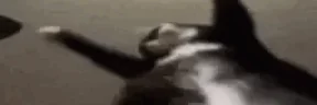 WidestJigglin emote