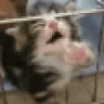 nya emote