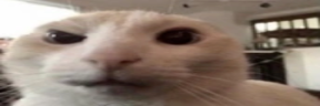 catSUS emote