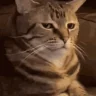 Surely emote