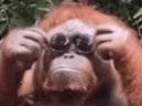 BASED emote