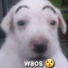waos emote