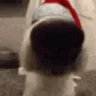 SNIFFA emote