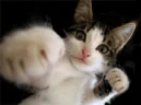 Kotikbox emote