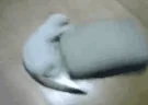 pillowspin emote