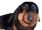 Ermm emote