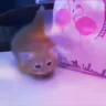 Exportingcocaine emote