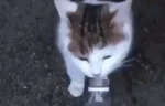 baited emote