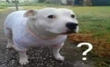 ?? emote