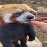 arloluvr emote