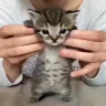 kotikDance emote
