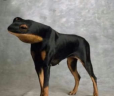 Sapoperro emote