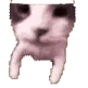 catKISSS emote