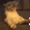 kok emote