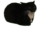 weeee emote