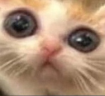CixEight emote