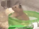 knivenwhennuke emote