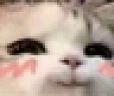 catBlushSmile emote