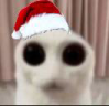 defurty emote
