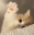 hai