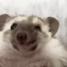 EATING emote