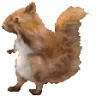 SquirrelDancin emote