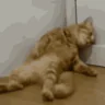 Suffering emote