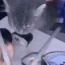 SushiCatFliesAwayWTF emote