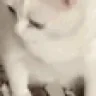 rzyg emote