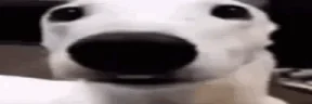 DogLookingSussyAndCold emote