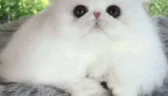 rena_ra emote