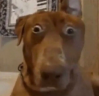 HUHHHH emote