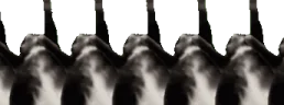 Jigglinconga emote