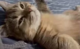 chillCat emote