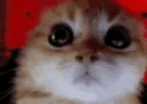 RageyBoom emote