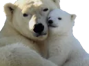 polarHug emote