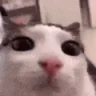 catBlink emote
