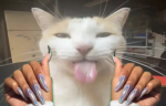 BLEHHHHnails emote
