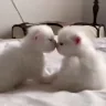 catmilawki emote
