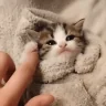 lapka emote