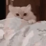 catBang emote
