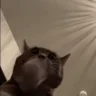 clap emote
