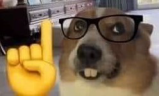 dogNerd emote