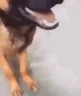 ISaidNothing emote