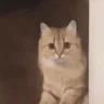 catLeave emote