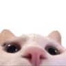 Lurking emote