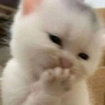 giggles emote