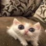 flatCat emote